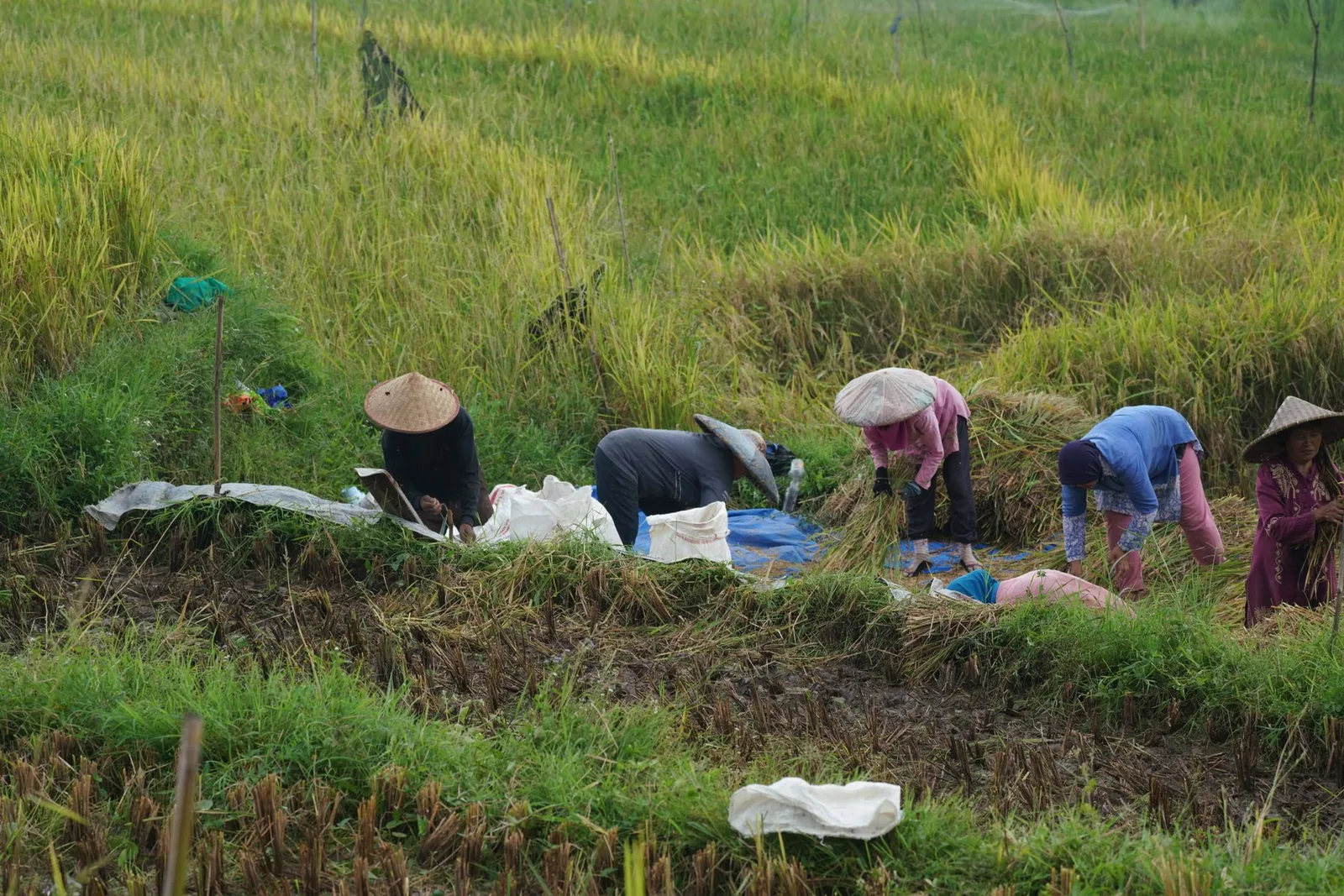Người nông dân thu hoạch lúa non làm cốm