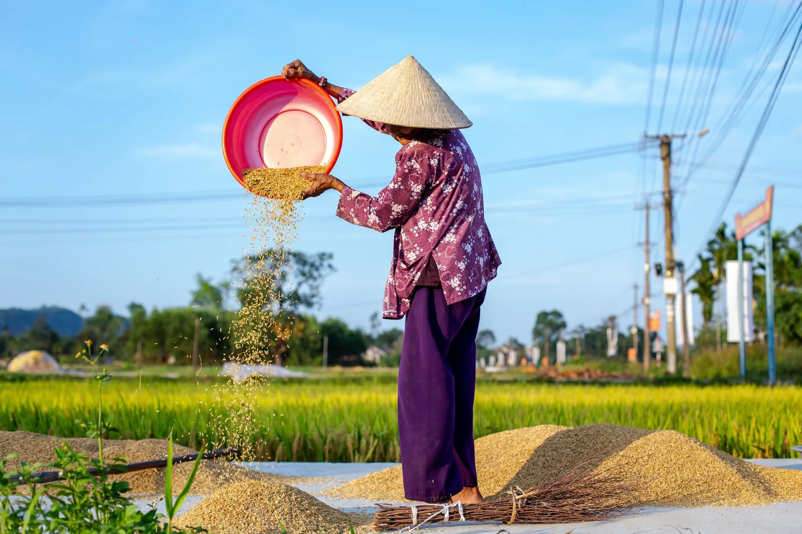 Người nông dân Việt Nam chọn lúa nếp non làm cốm