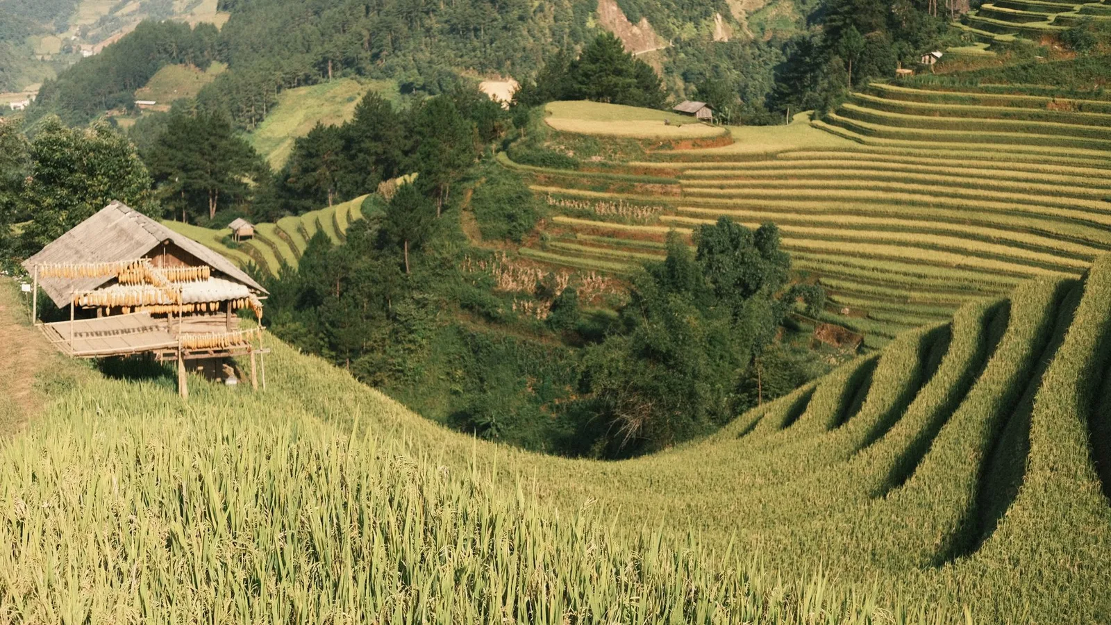Cung đường đèo qua ruộng bậc thang Mù Cang Chải mùa lúa chín