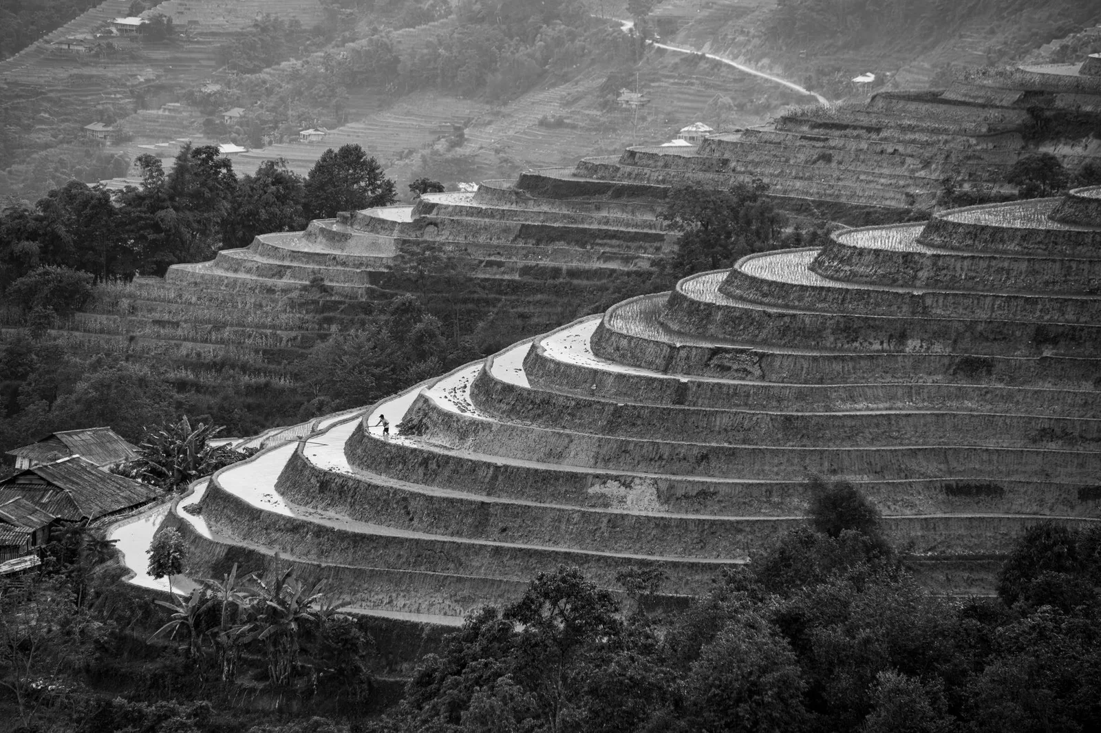Ruộng bậc thang Hoàng Su Phì rực vàng trên sườn núi