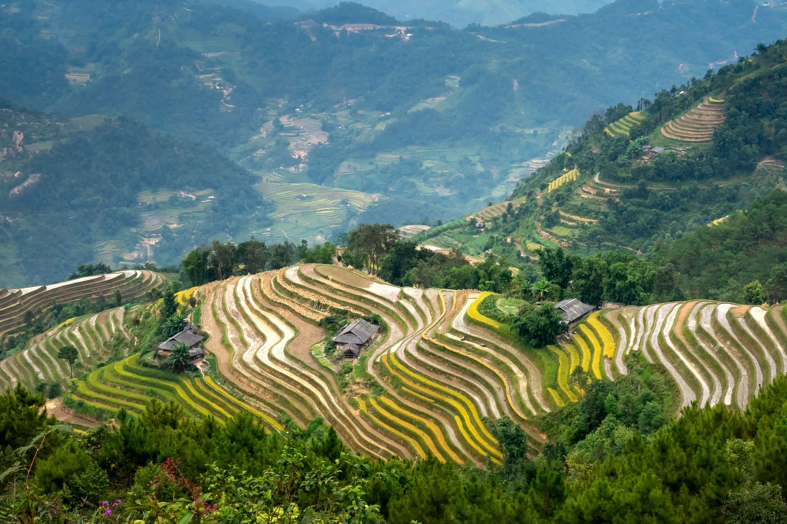 Thung lũng ruộng bậc thang Việt Nam mùa lúa chín