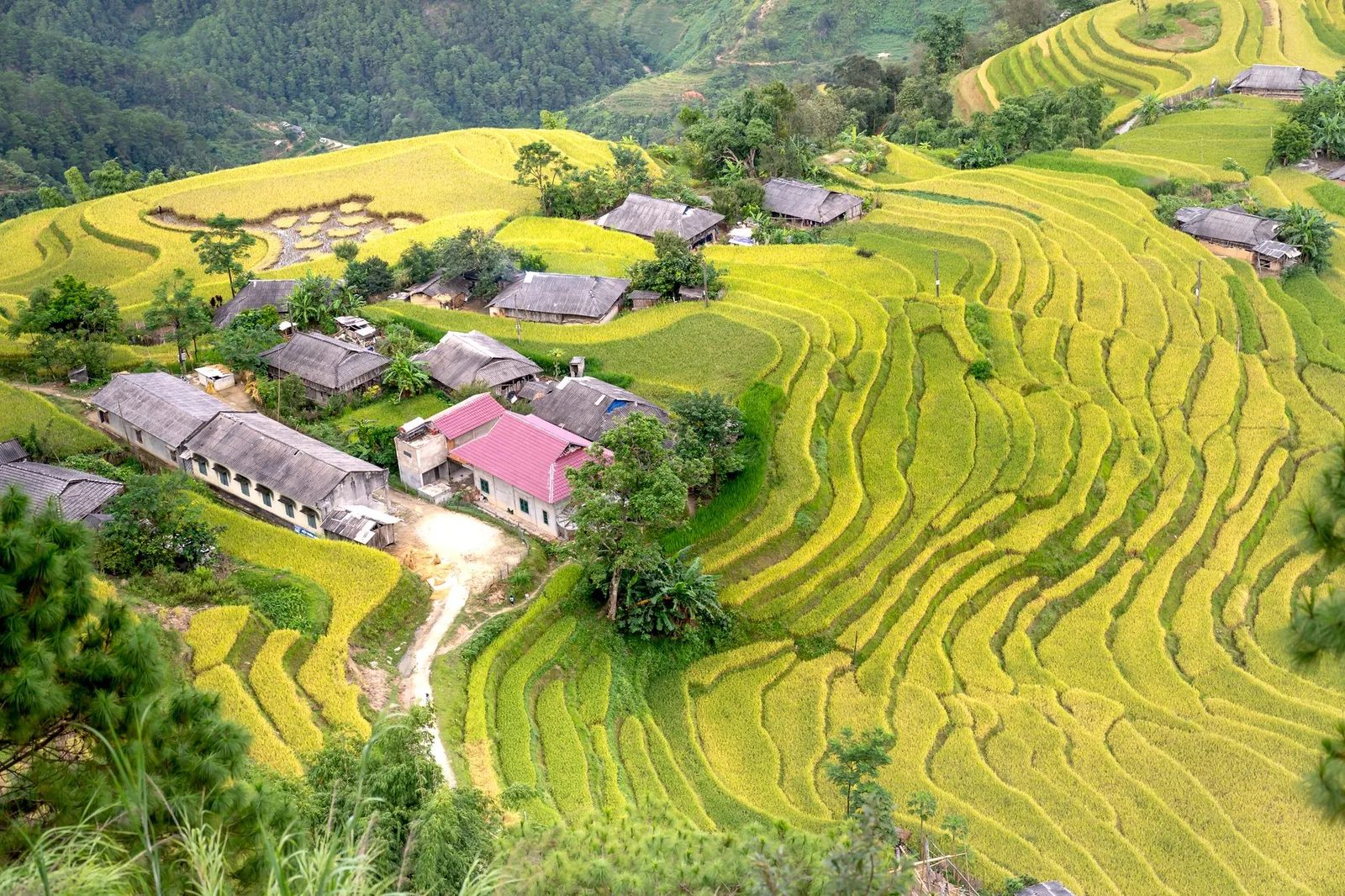 Homestay Tả Van nhìn ra ruộng bậc thang xanh mướt
