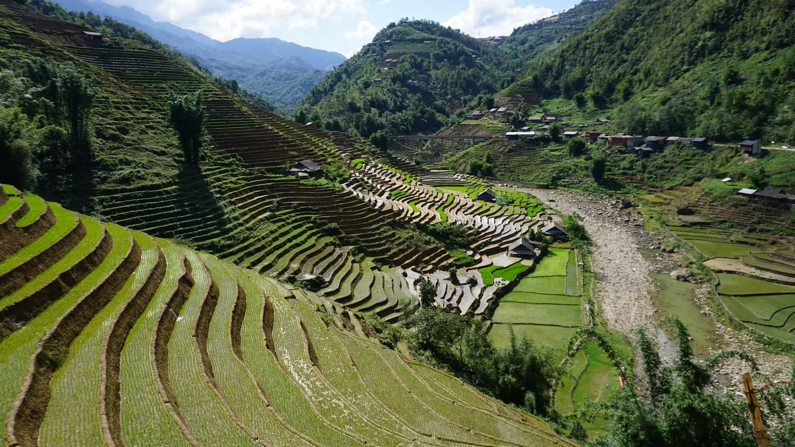 Ruộng bậc thang Sa Pa thay đổi cảnh sắc theo mùa