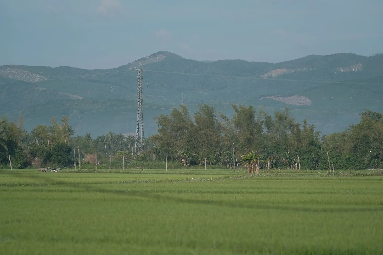 Làng quê yên bình xung quanh Hội An