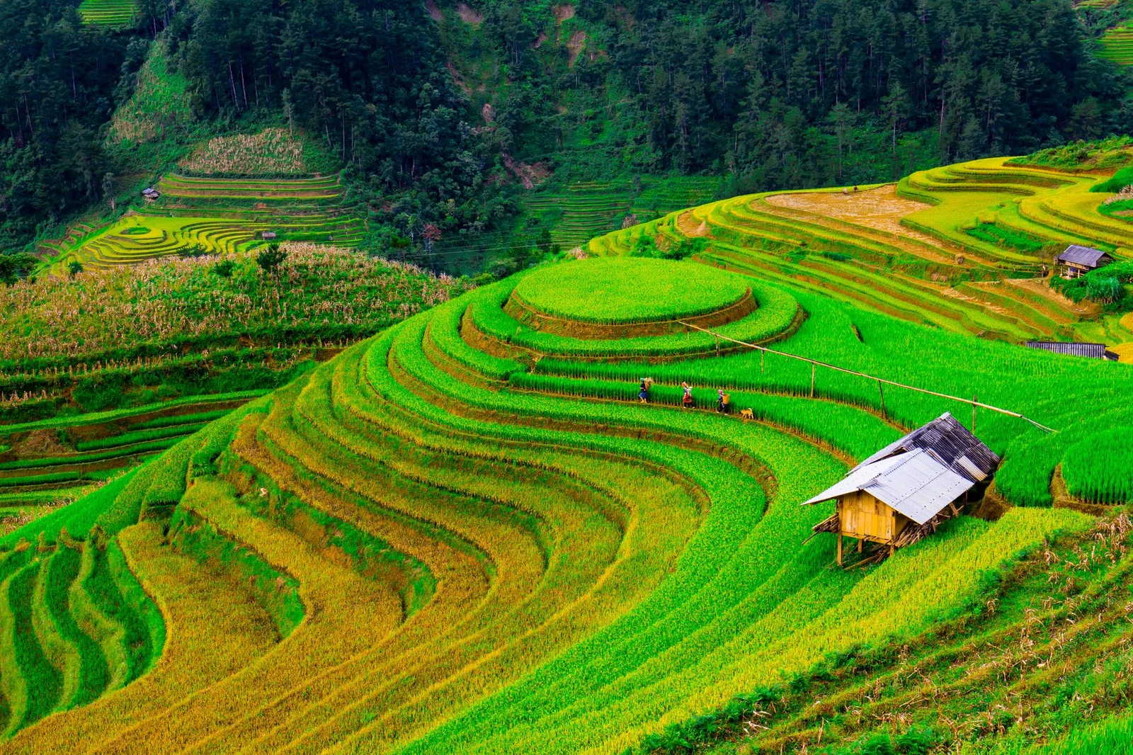 Du khách Việt thong thả đi giữa ruộng bậc thang Pù Luông